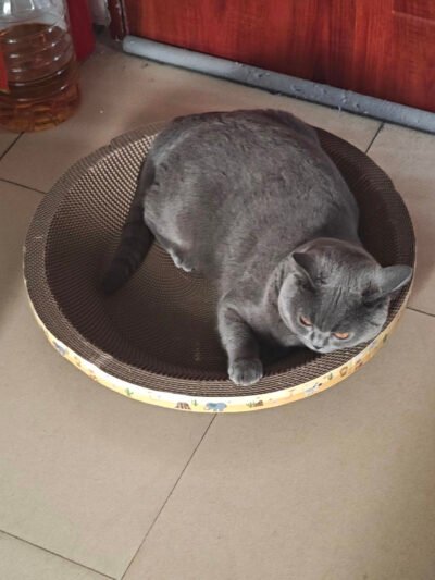 a2(2) Round Corrugated Cat Scratcher (3 pieces)