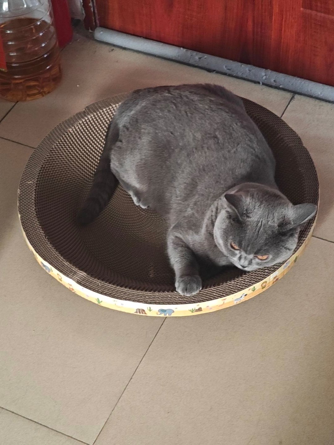 Cat in a round corrugated scratcher